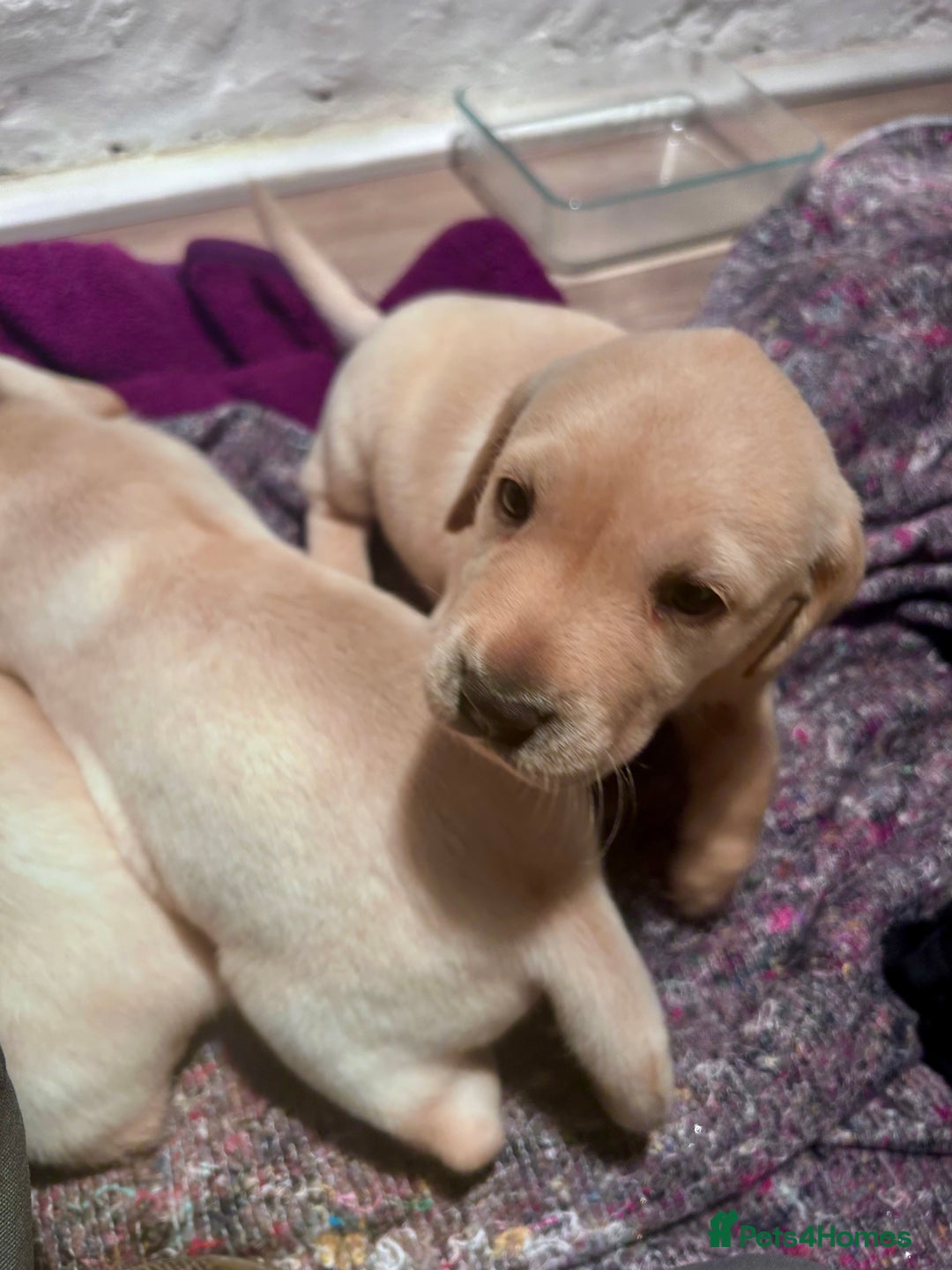 Labrador Retriever dogs for sale: Beautiful KC Reg Lab Pups - Advert 7