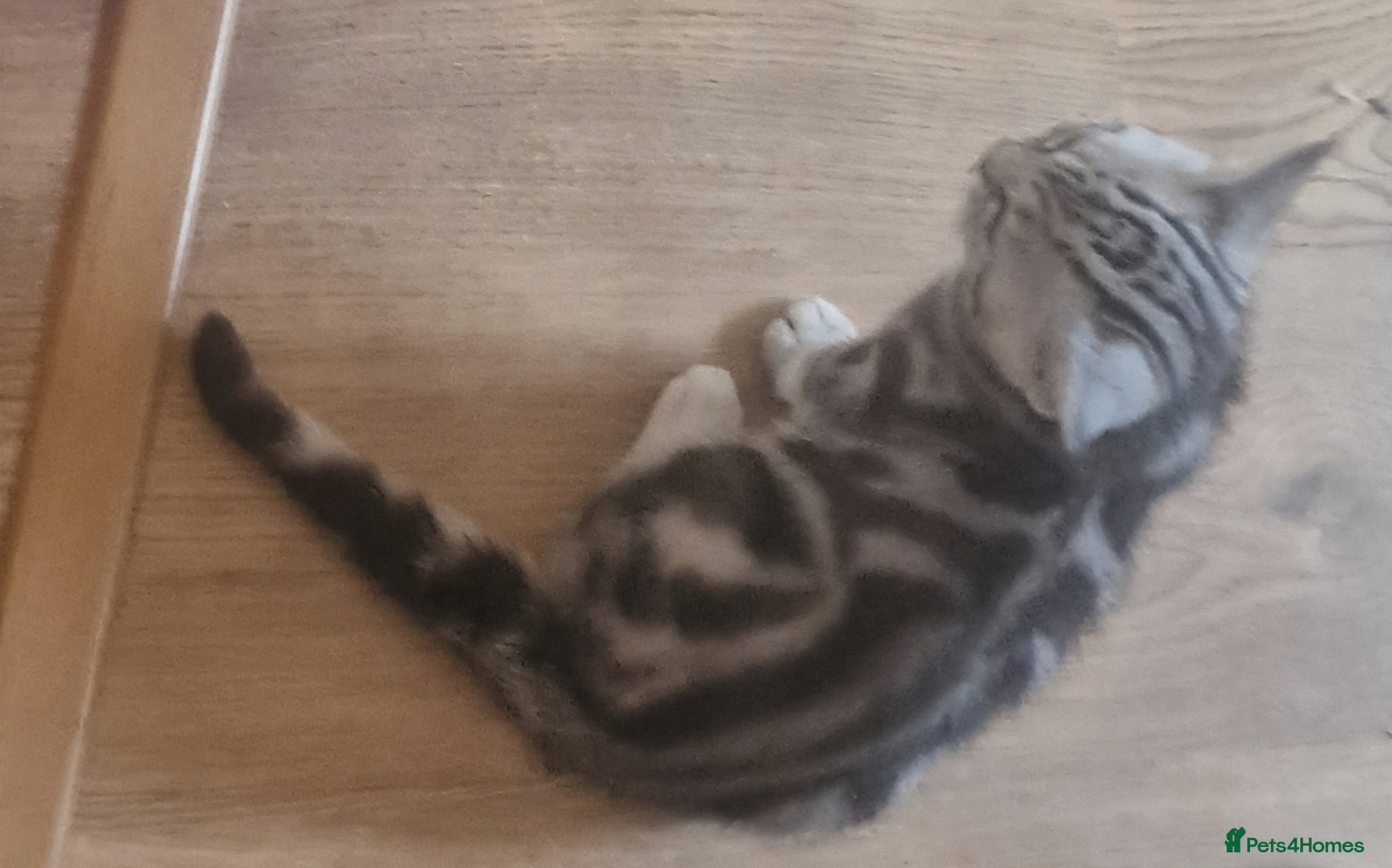 British Shorthair cats for sale: Black Silver Classic Tabby in Northampton - Advert 3