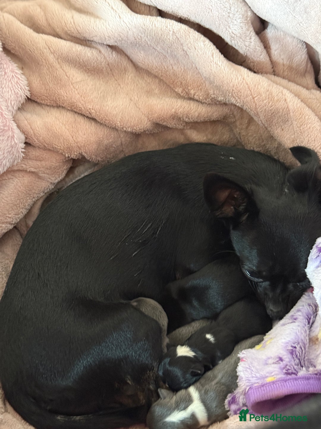 Chihuahua dogs for sale: 2 beautiful chihuahua boys  - Image 8