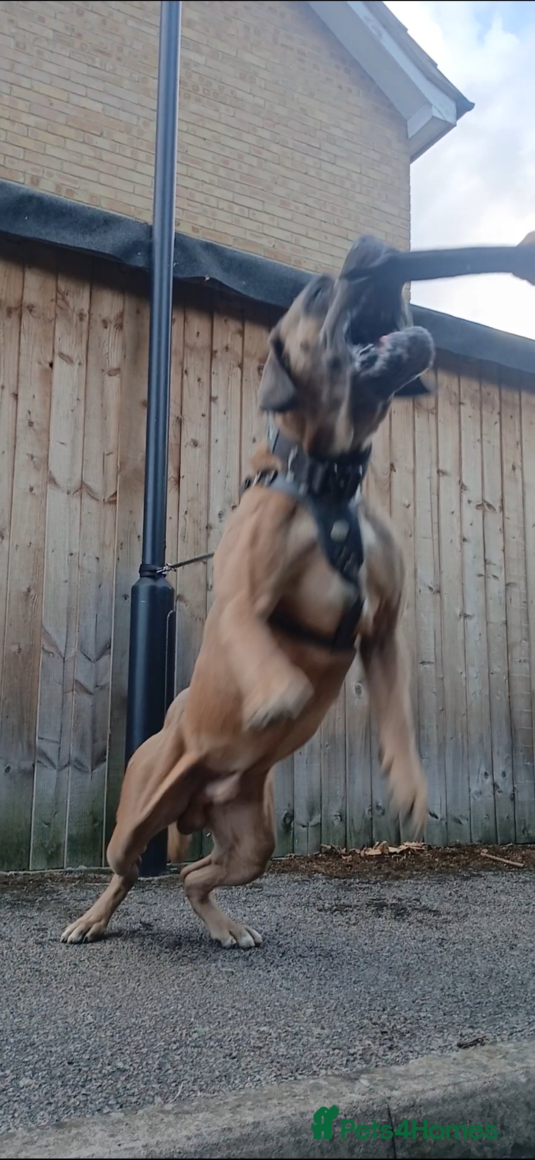 Cane Corso dogs for stud: Russian import working blood cane corso stud - Advert 1