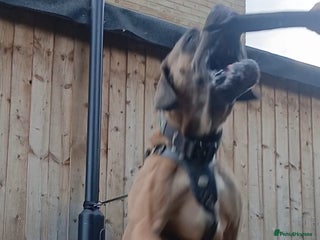 Cane Corso dogs Russian import working blood cane corso stud - Advert 1