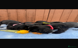Cocker Spaniel dogs for sale: Show type cocker spaniel puppy’s  - Image 10