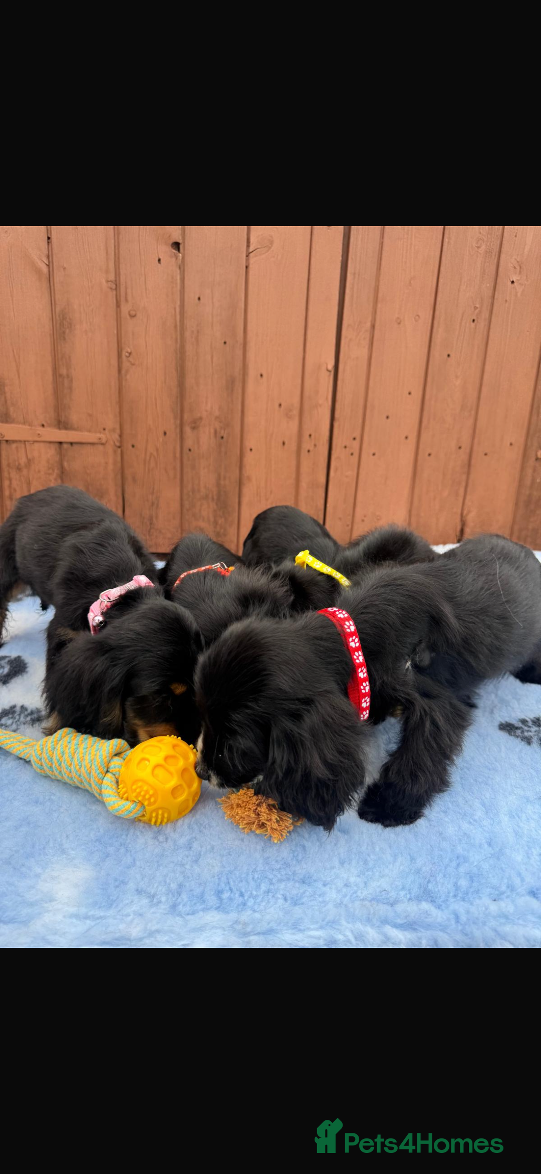Cocker Spaniel dogs for sale: Show type cocker spaniel puppy’s  - Image 10