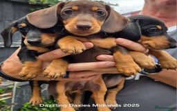 Miniature Dachshund dogs for sale: Shorthaired Minature Daschunds READY TO LEAVE NOW - Image 18