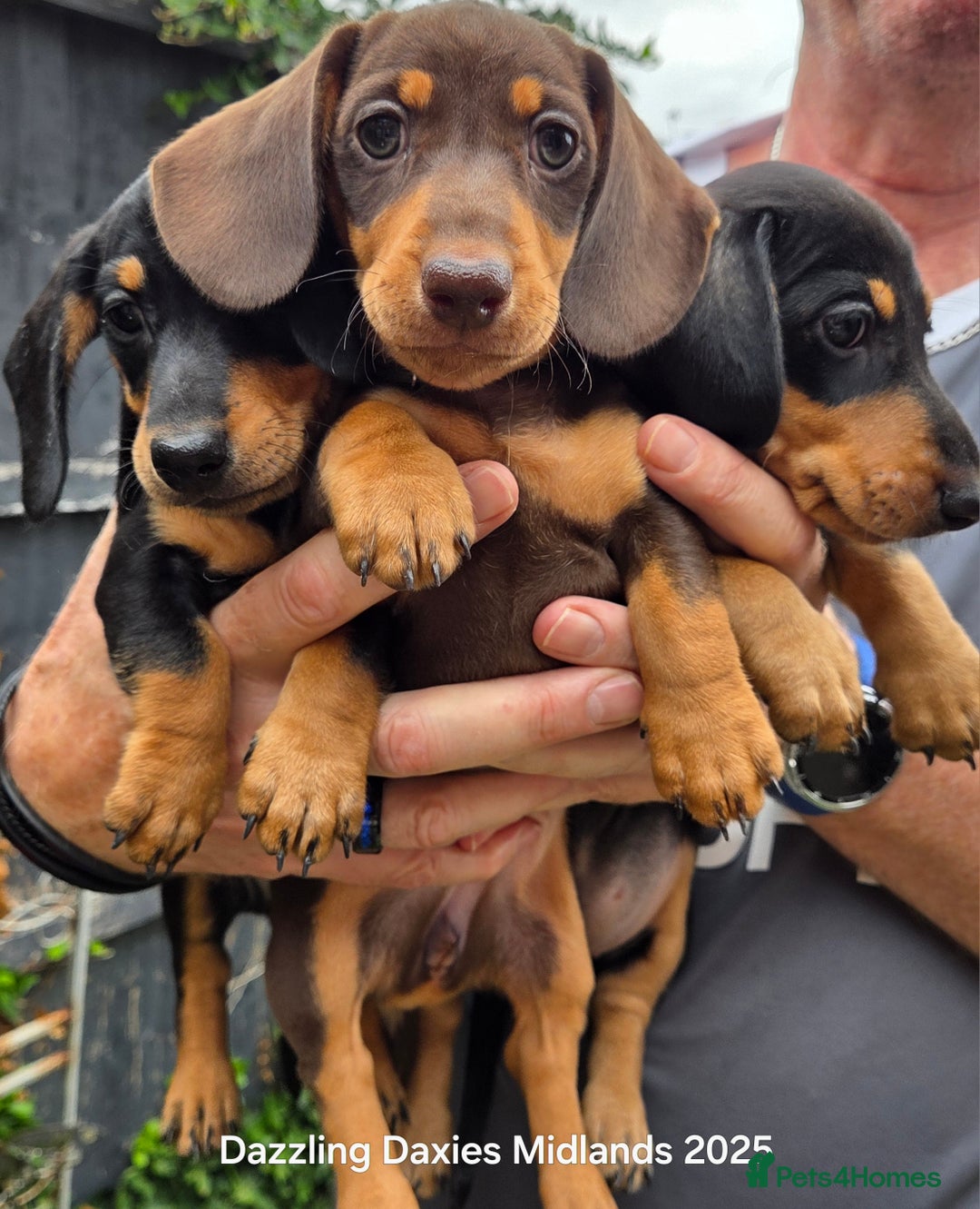 Miniature Dachshund dogs for sale: Shorthaired Minature Daschunds READY TO LEAVE NOW - Image 18