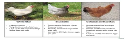 Chickens poultry for sale: POL 16 week old hybrid pullets - Advert 1