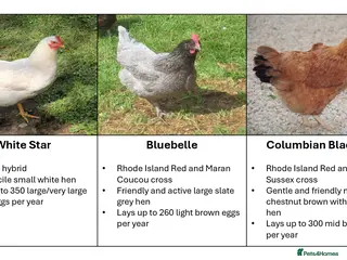 Chickens poultry POL 16 week old hybrid pullets - Advert 1