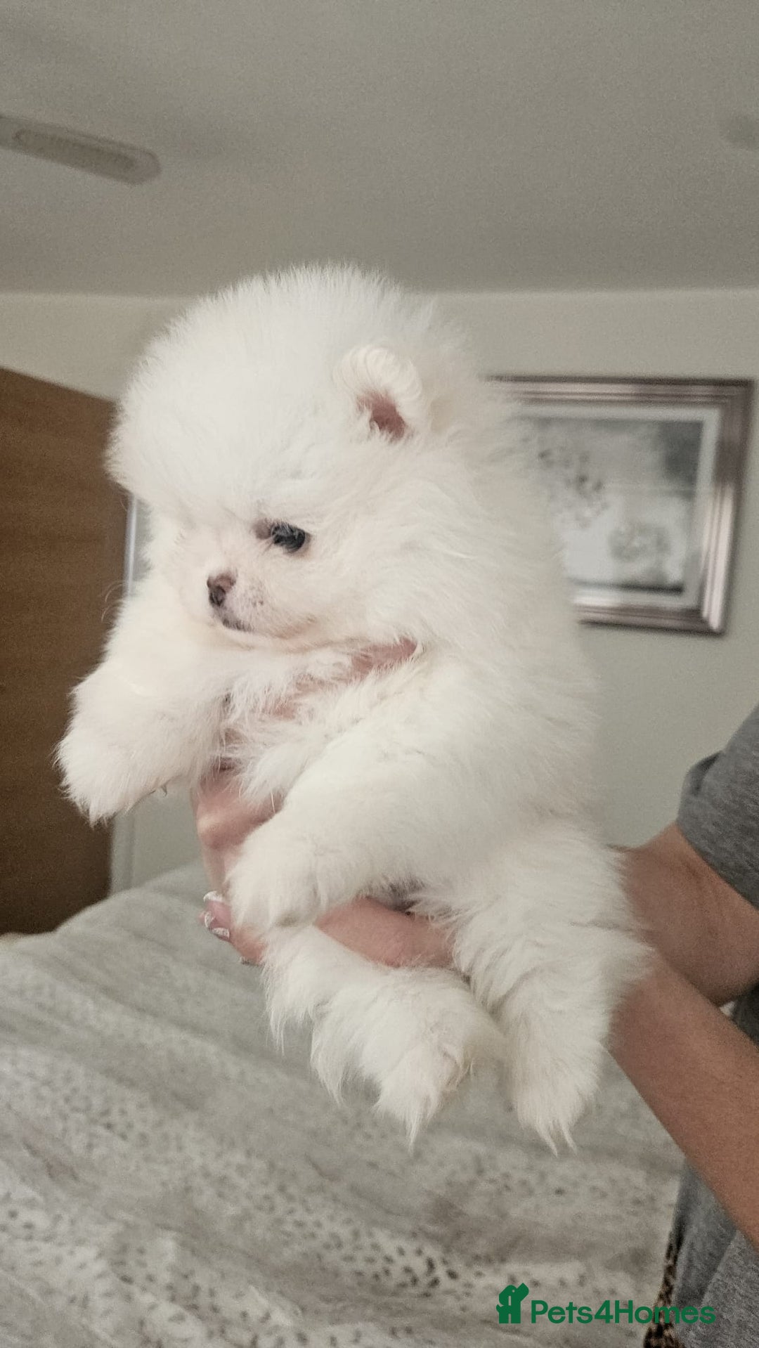 Pomeranian dogs for sale: Little beautiful pomeranians Tamworth  - Advert 2
