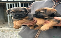 Border Terrier dogs for sale: Border Terrier Dogs  - Image 1