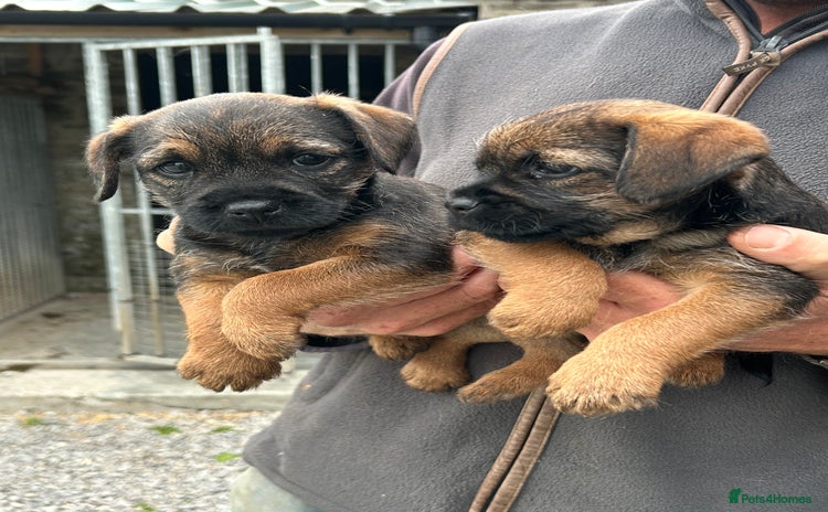 Border Terrier dogs - Advert 10