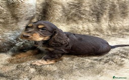 Cocker Spaniel dogs for sale: Beautiful Cocker Spaniel Litter - Image 6