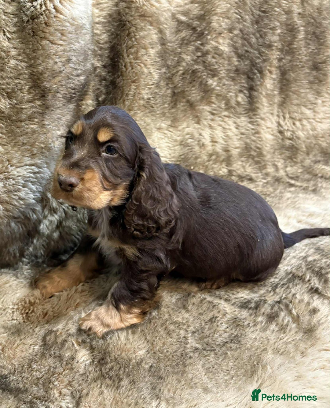 Cocker Spaniel dogs for sale: Beautiful Cocker Spaniel Litter - Image 6