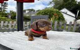 Miniature Dachshund dogs for sale: *READY NOW! 2 STUNNING KC REG MINI DACHSHUND BOYS* - Image 13
