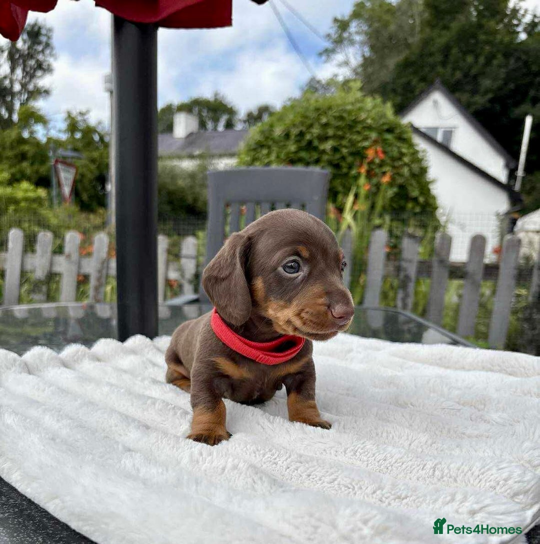 Miniature Dachshund dogs for sale: *READY NOW! 2 STUNNING KC REG MINI DACHSHUND BOYS* - Image 13
