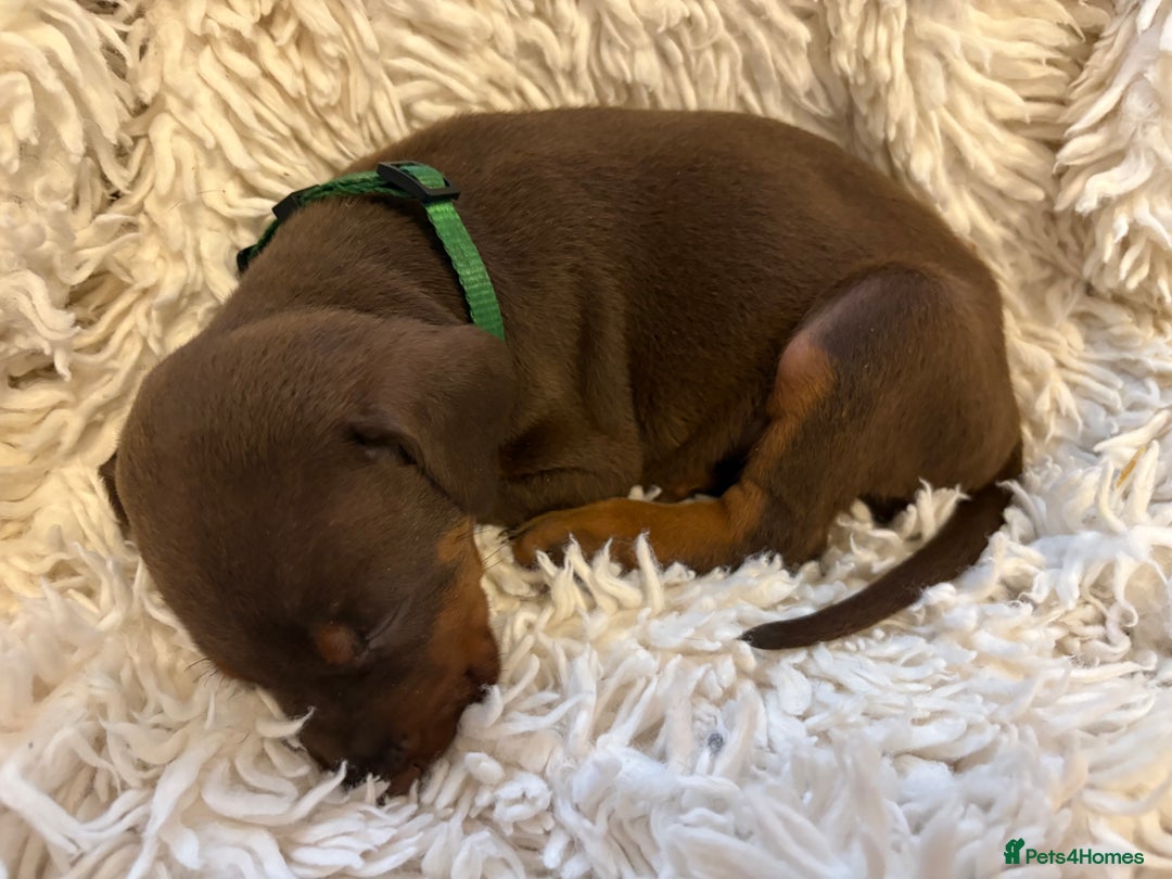 Dobermann dogs for sale: 12 stunning Doberman puppies - Image 29