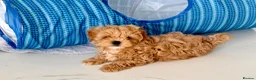 Maltipoo dogs for sale: 💎🧸  Quality Asian Maltipoo DNA clear💎🧸   - Advert 2
