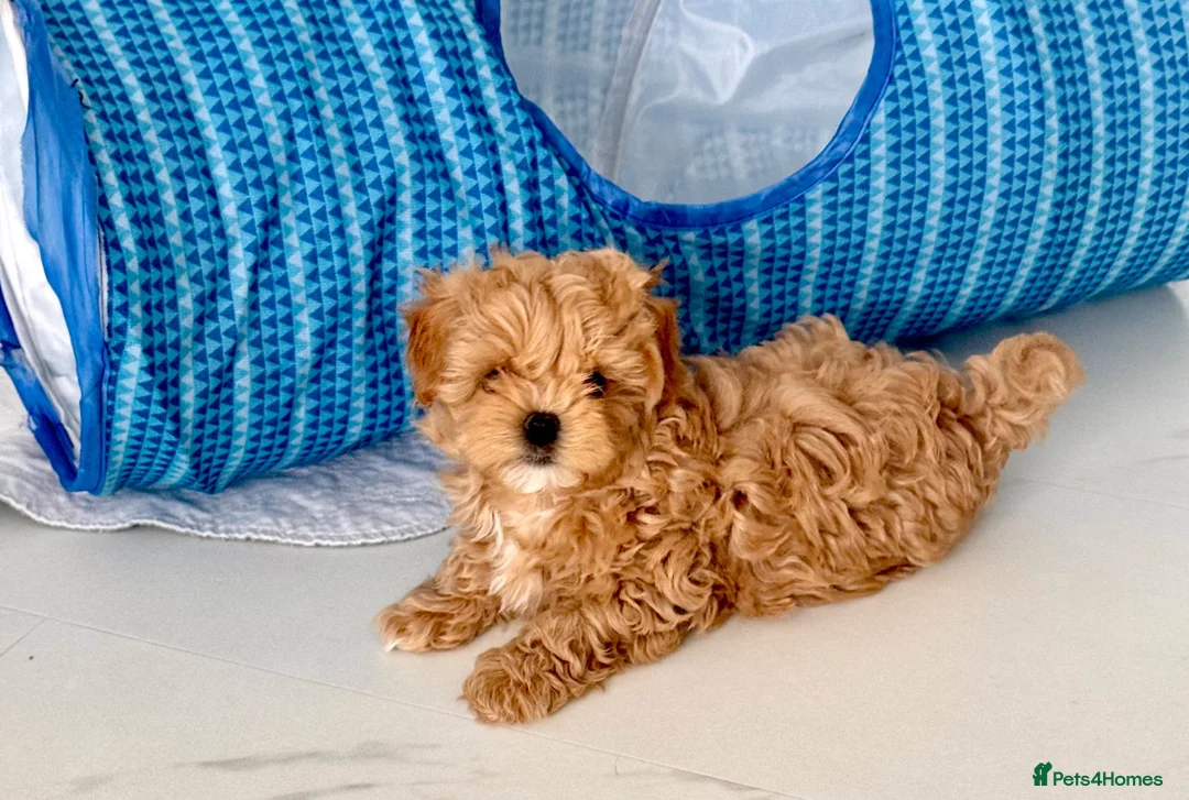 Maltipoo dogs for sale: 💎🧸  Quality Asian Maltipoo DNA clear💎🧸   - Advert 2