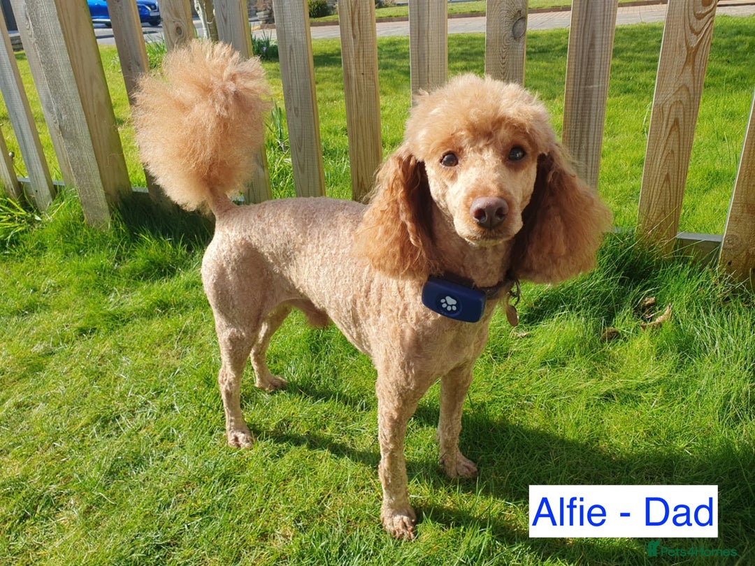 Cockapoo dogs for sale: Red Miniature Cockapoos – F1B - Advert 11