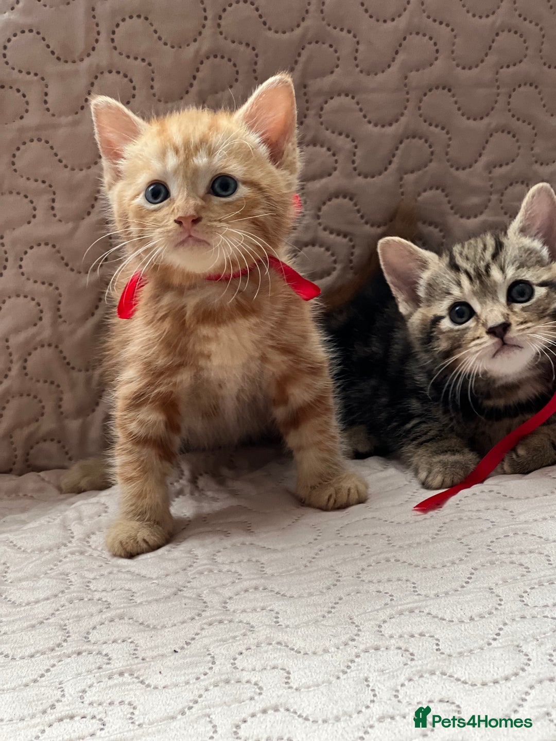 Domestic Shorthair cats for sale: Adorable Kittens Looking for a Loving Home 🐾 - Image 5