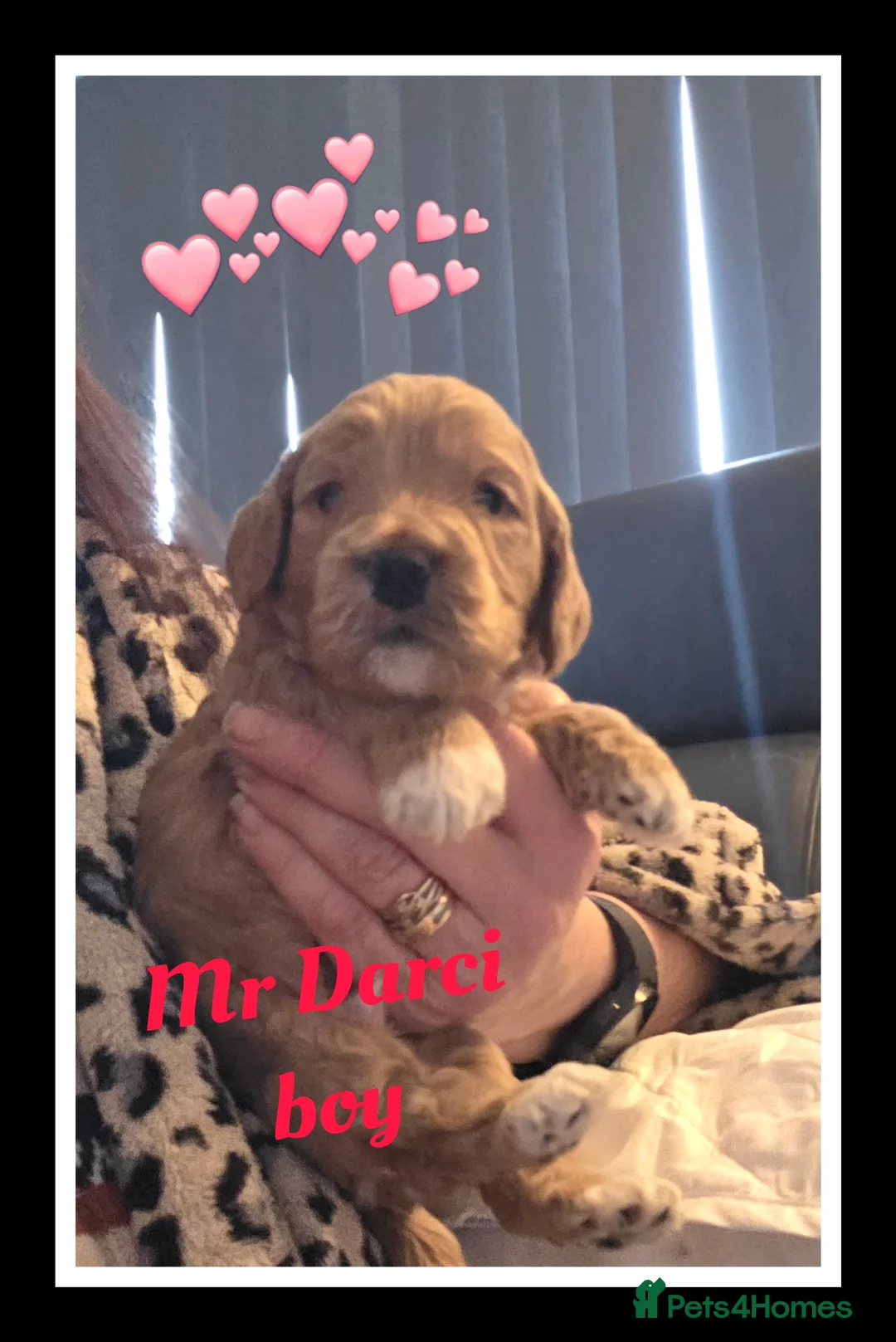 Cockapoo dogs for sale: Adorable Cockerpoo Teddy Bears - Advert 20