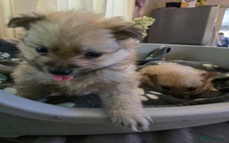 Pomeranian dogs for sale: Pure Breed Pomerian litters . - Image 2