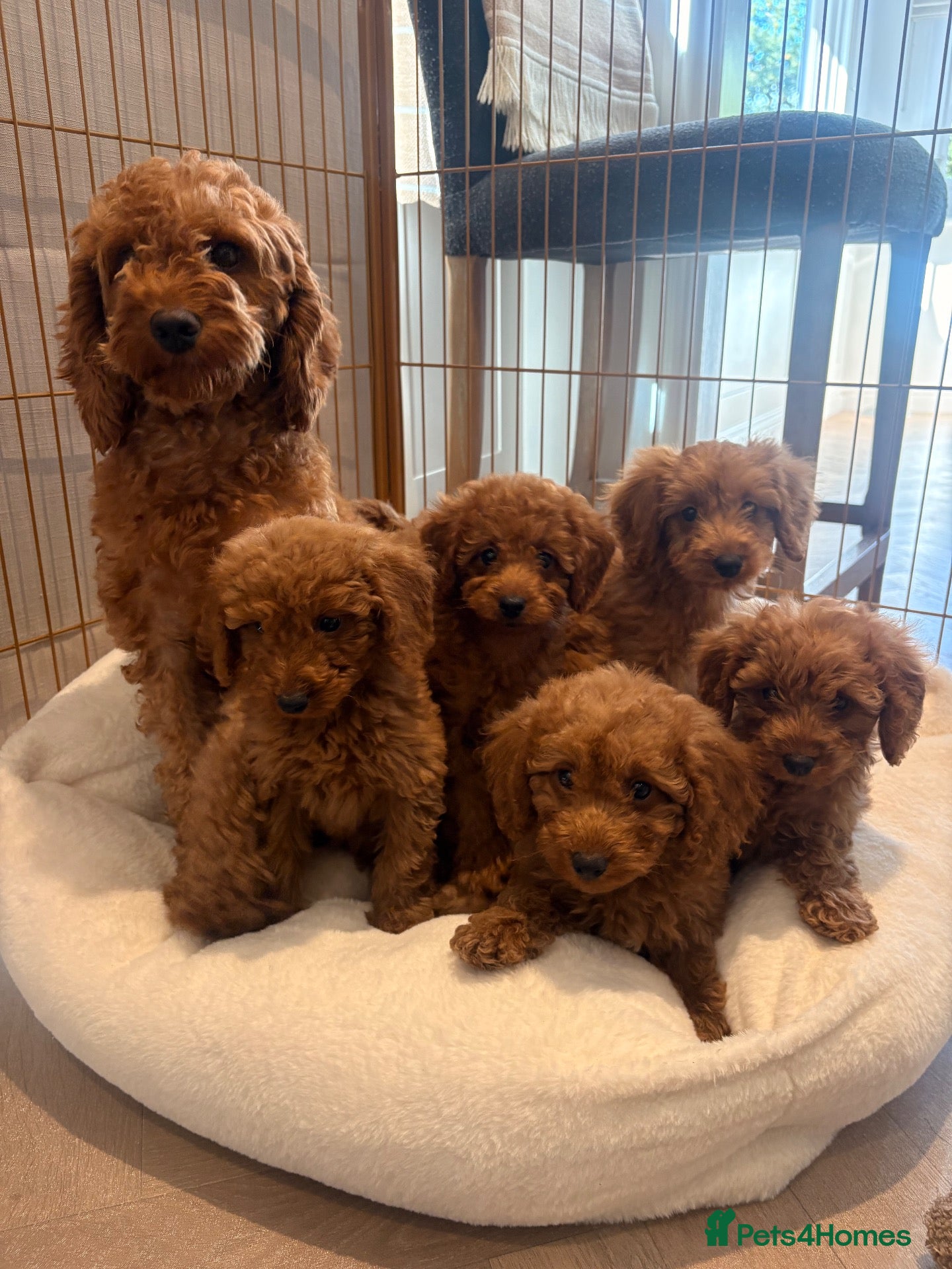 Labradoodle dogs for sale: LICENSED BREEDER TOY MINIATURE LABRADOODLES   - Advert 1