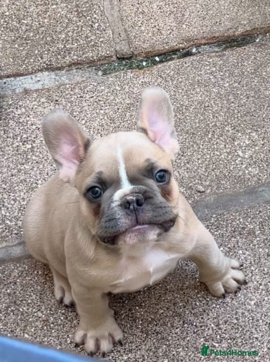 French Bulldog dogs LAST 2 Beautiful KC Reg French Bulldog Male  Pups - Advert 13
