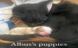 Cavalier King Charles Spaniel dogs for stud: KC Reg Health Tested Proven Cavalier King Charles in Salisbury - Image 11