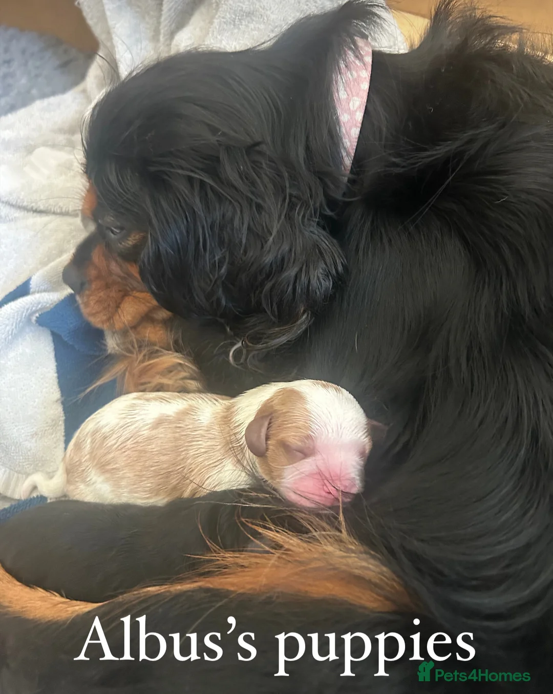Cavalier King Charles Spaniel dogs for stud: KC Reg Health Tested Proven Cavalier King Charles in Salisbury - Advert 12