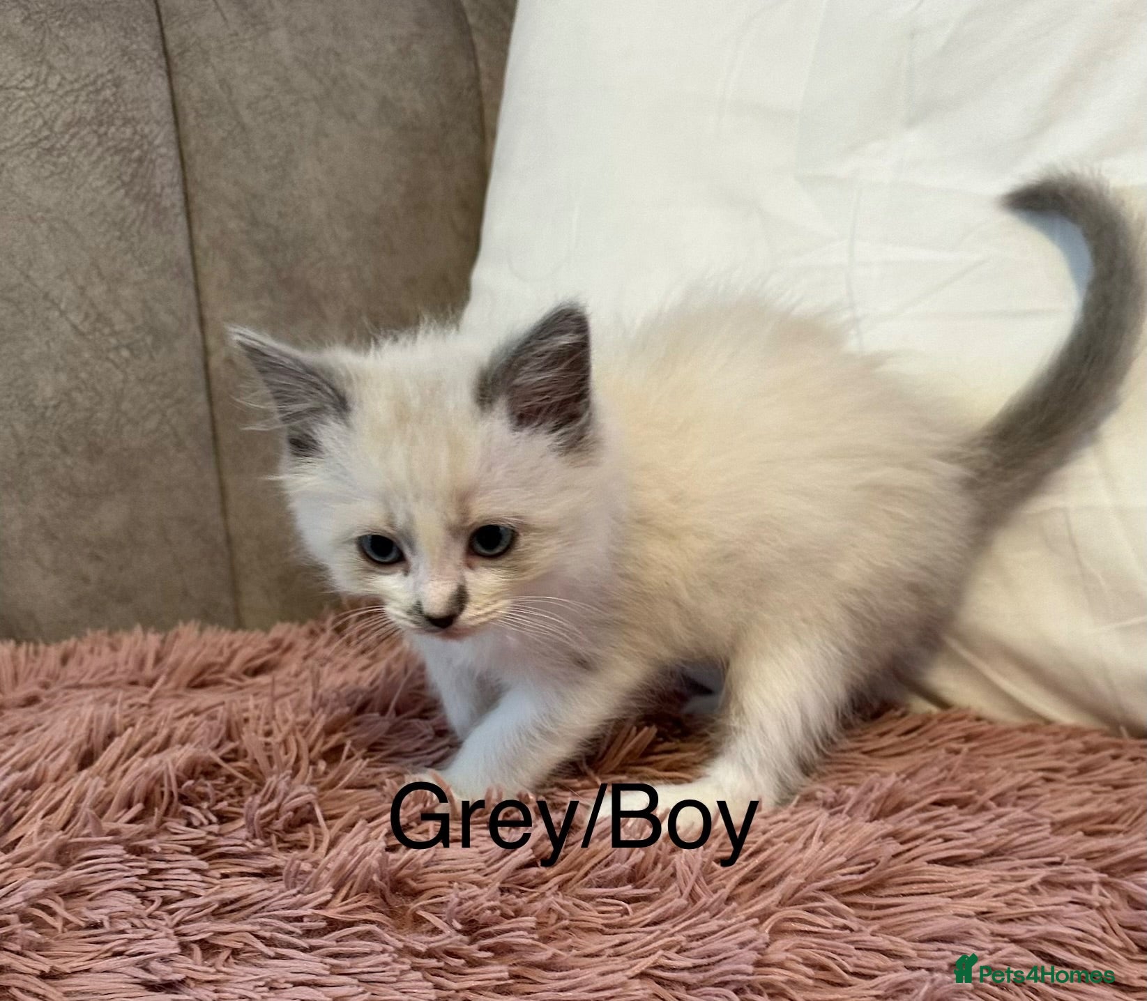Ragdoll cats Blue Point & Choc Point Pure Bicolour Ragdolls - Advert 16