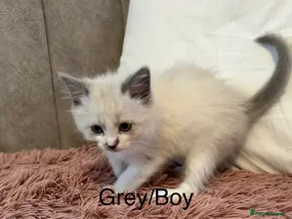 Ragdoll cats Blue Point & Choc Point Pure Bicolour Ragdolls - Advert 16