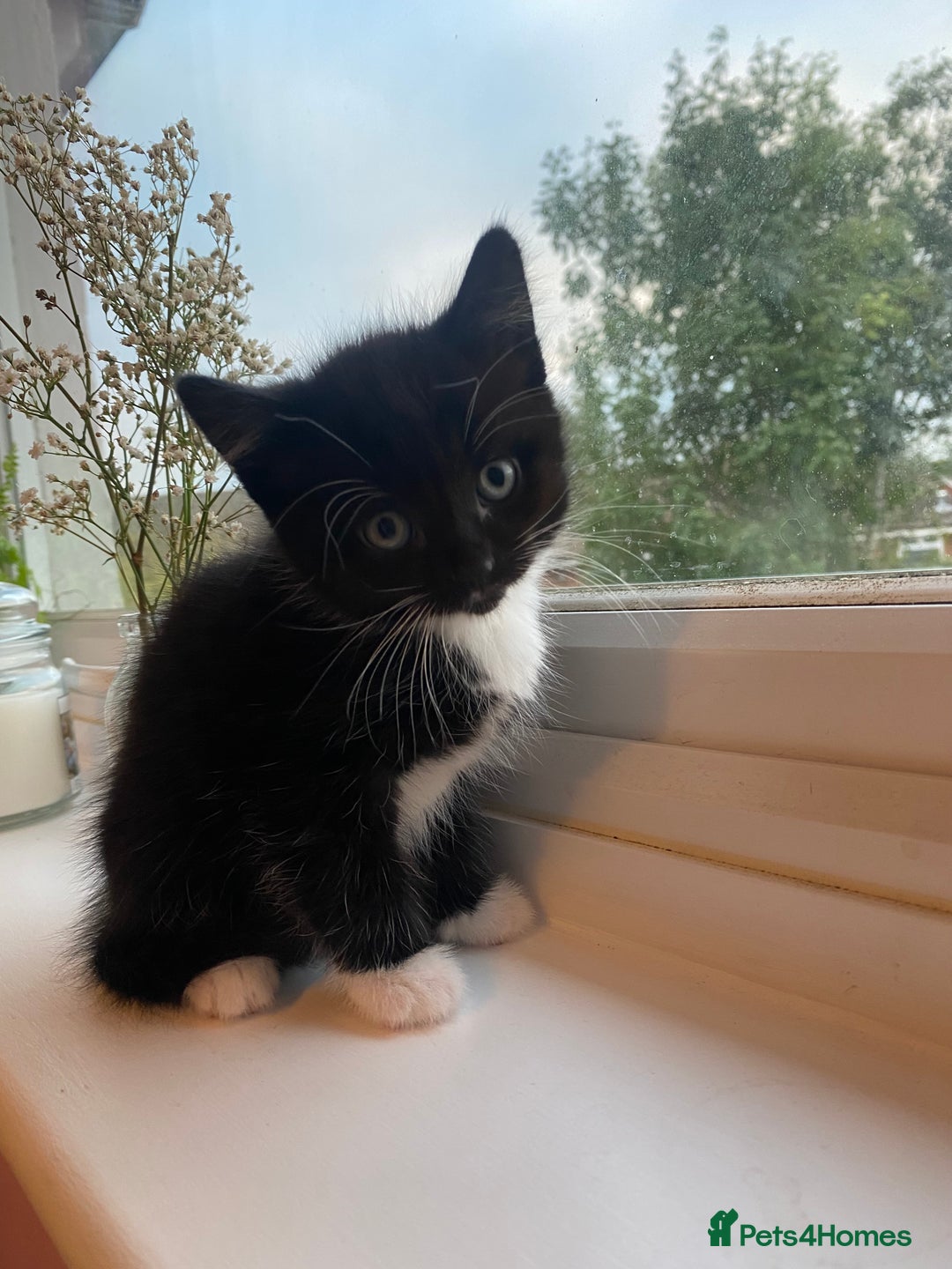 Mixed Breed cats for sale: 3 super fluffy cute kittens  - Image 8