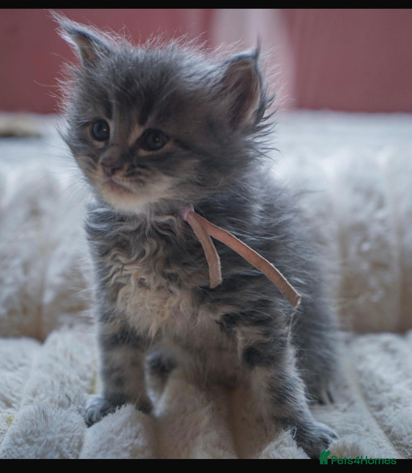 Maine Coon cats Stunning Mainecoon kittens ready 10th June  - Advert 2