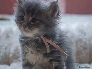 Maine Coon cats Stunning Mainecoon kittens ready 10th June - Advert 2
