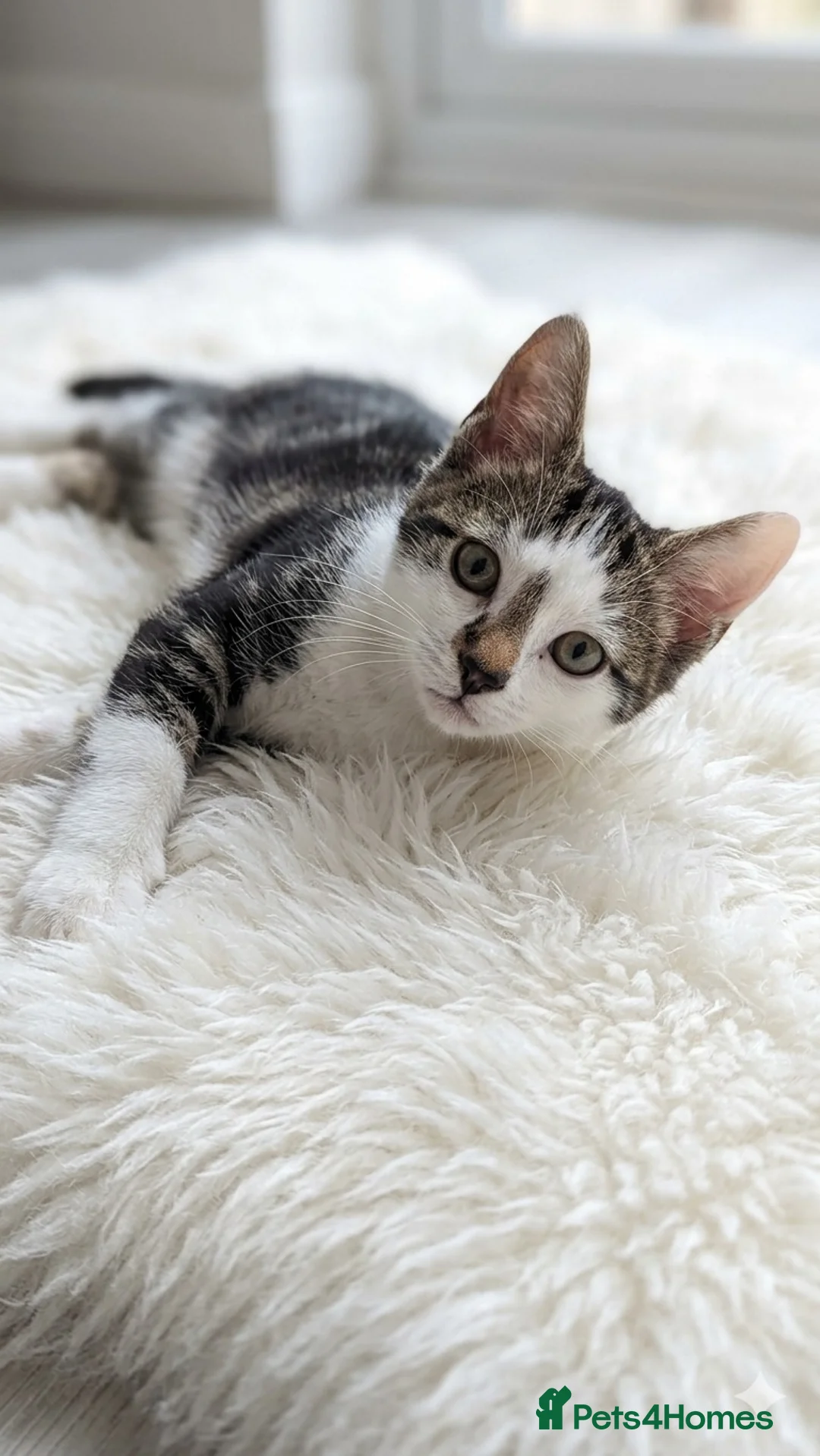 Mixed Breed cats for sale: Part Bengal kitten for sale in Birmingham - Advert 5