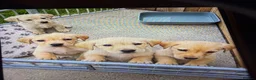 Labrador Retriever dogs for sale: Labrador  - Advert 5