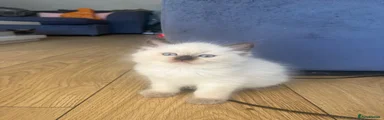 Ragdoll 1 chocolate point boy