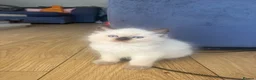 Ragdoll cats for sale: Beautiful fluffy ragdoll kittens - Advert 17