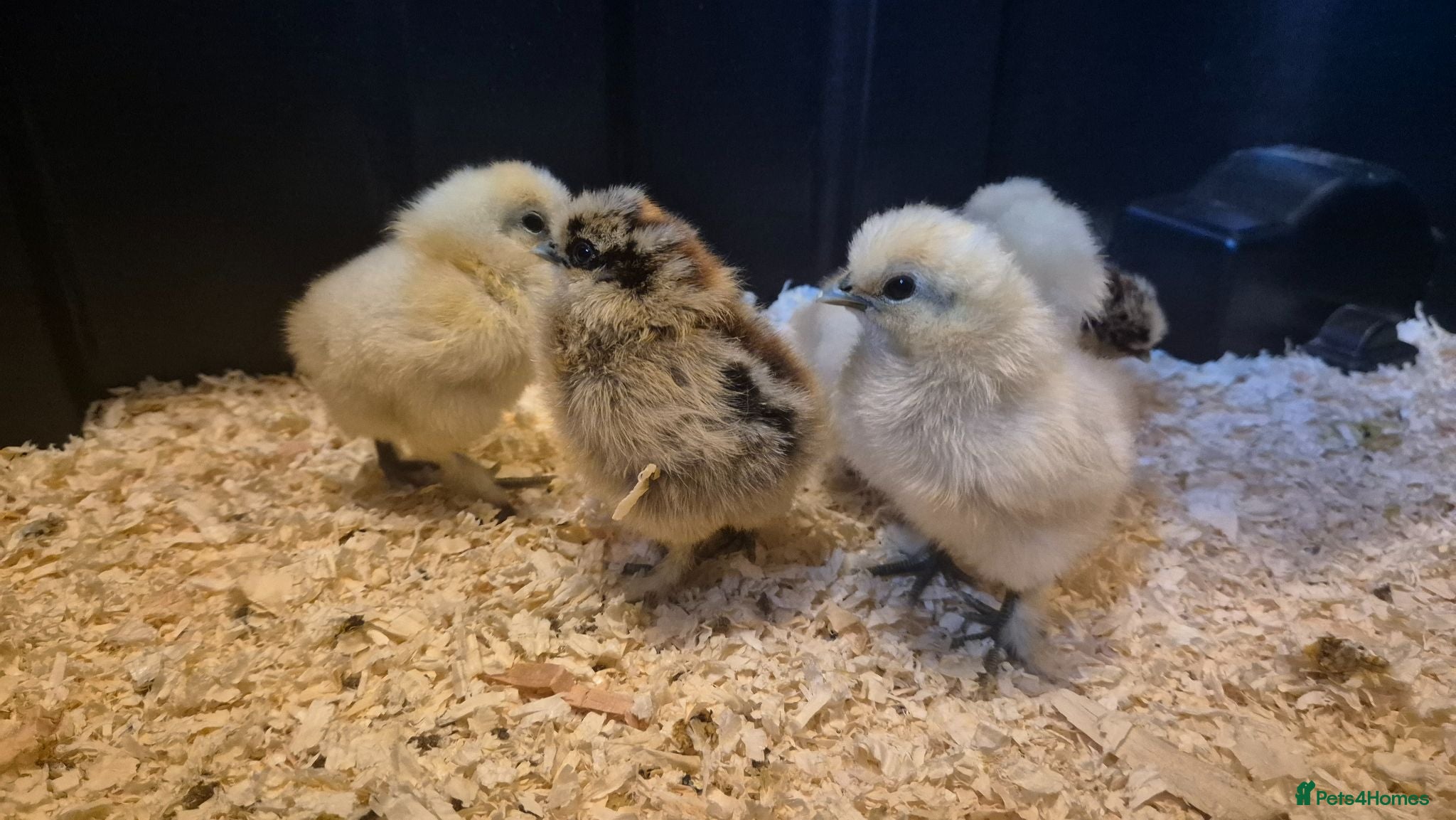 Chickens poultry Silkie bantams, 3 white 2 partridge - Advert 1