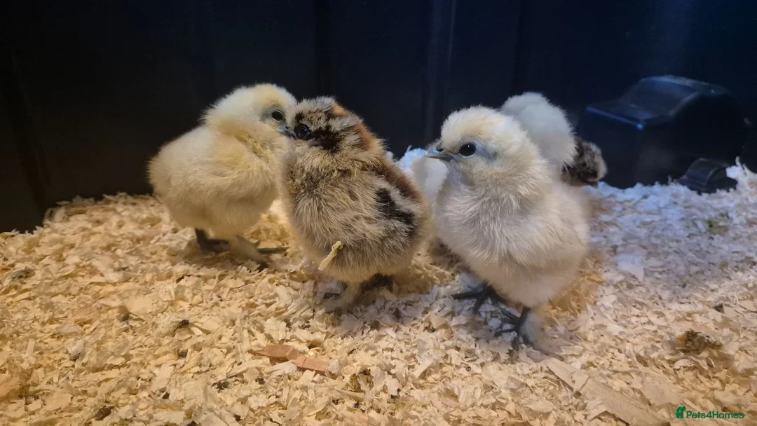 Chickens poultry for sale: Silkie bantams, 3 white 2 partridge - Advert 1