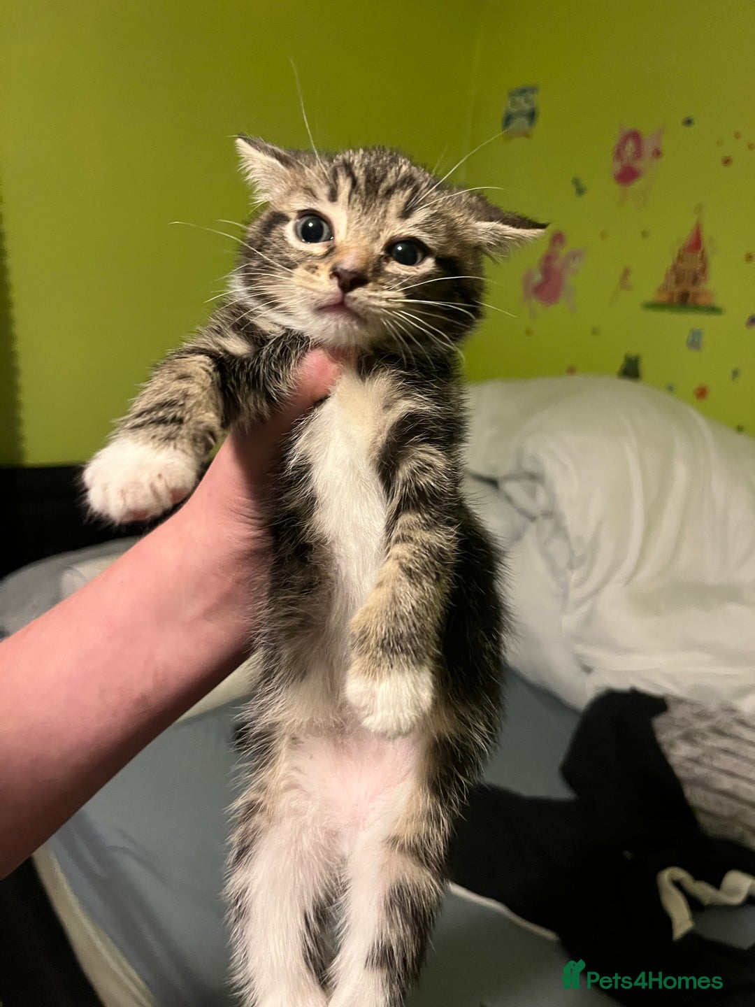 Domestic Shorthair cats for sale: British short hair kittens - Advert 2