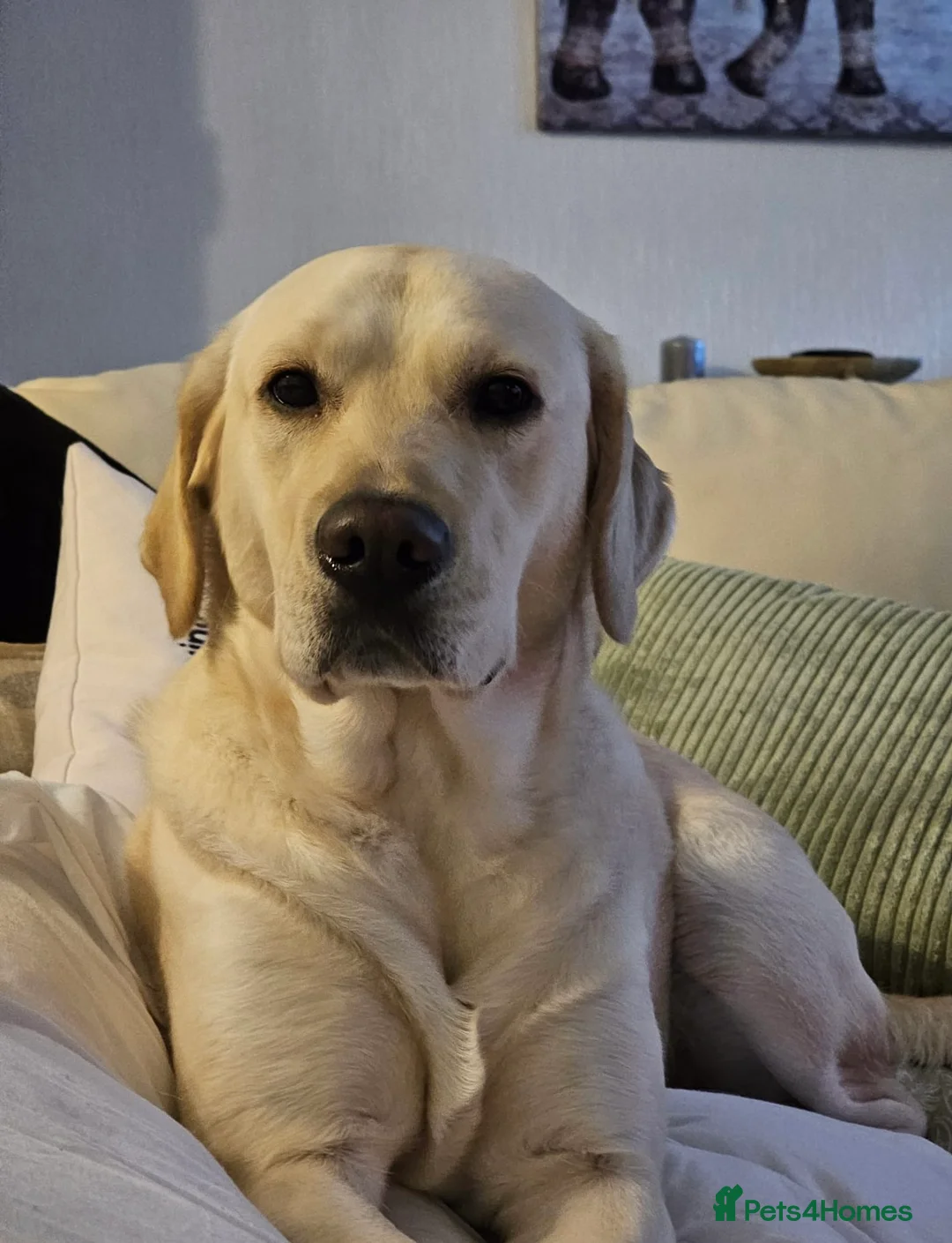 Goldador dogs for sale: Beautiful Goldador Pups  - Advert 1