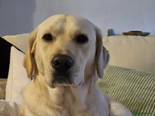 Goldador dogs Beautiful Goldador Pups - Advert 7