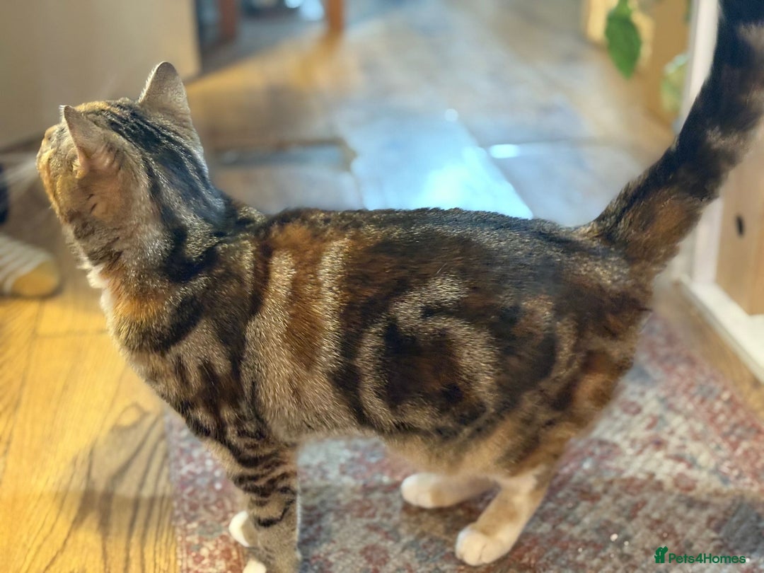 Mixed Breed cats for sale: Sheeba - Image 7