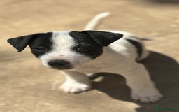 Jack Russell dogs for sale: Last two beautiful Jack Russell bitches - Image 10