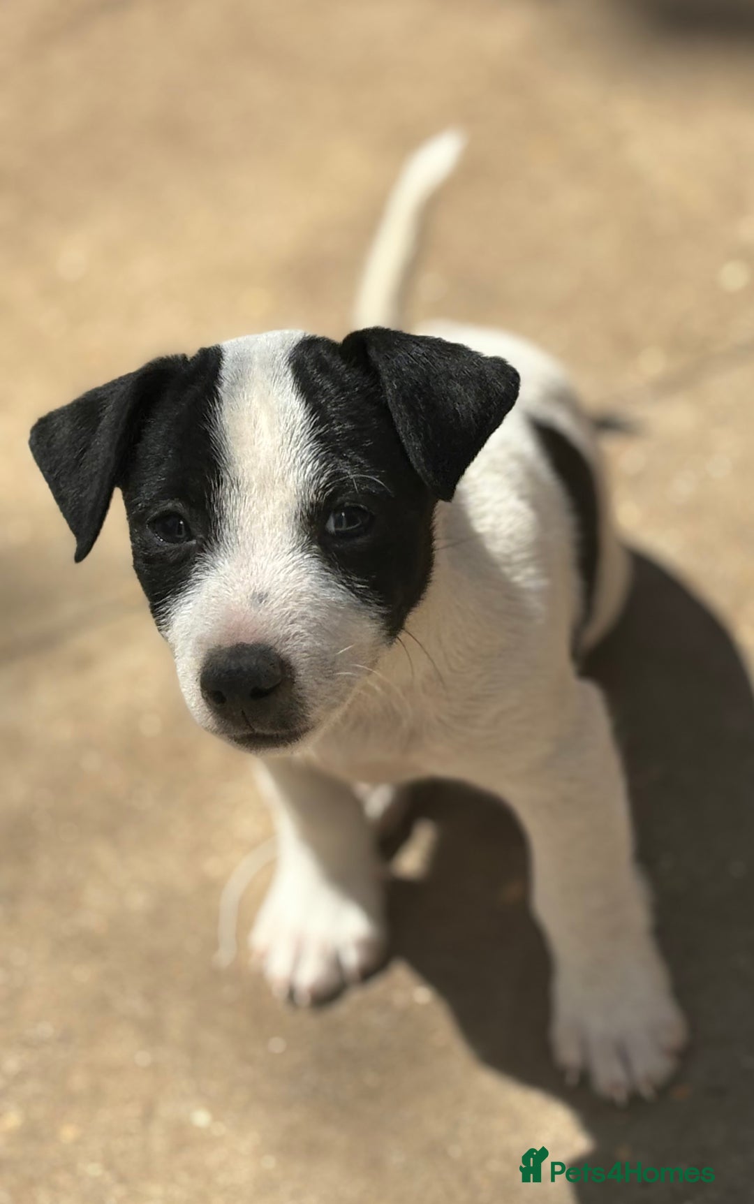 Jack Russell dogs for sale: Last two beautiful Jack Russell bitches - Image 10