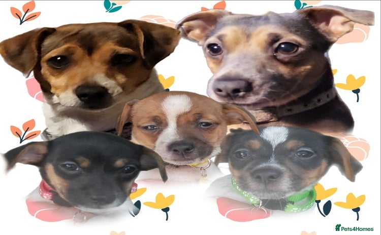 Jack Russell dogs - Advert 15