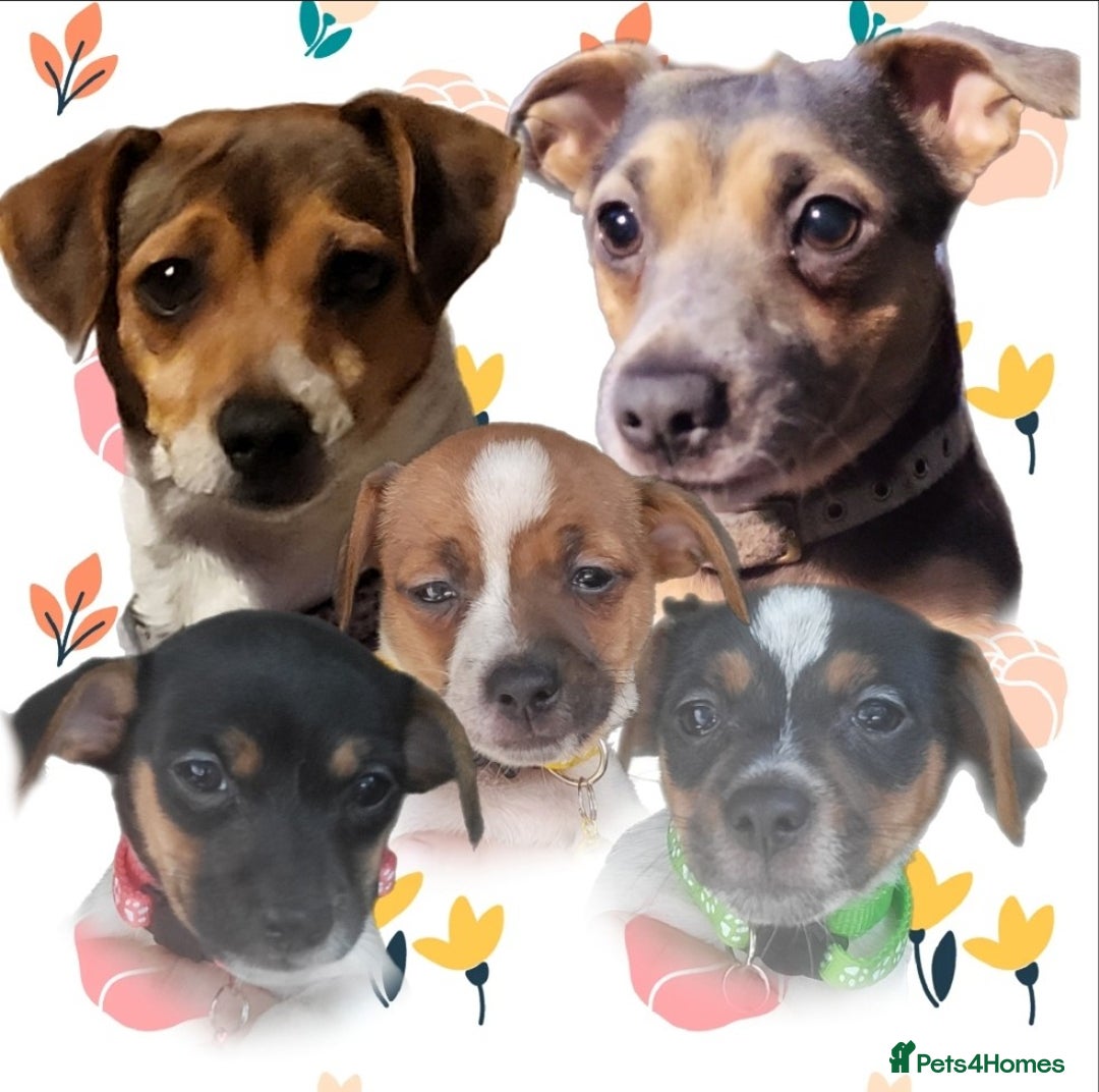 Jack Russell dogs for sale: minature jack russell puppies - Image 1
