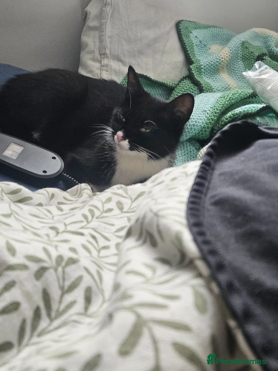 Mixed Breed cats for sale: 2 kittens that need a home in Uxbridge - Advert 6