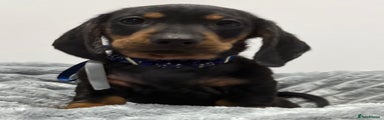 Miniature Dachshund Puppy 1